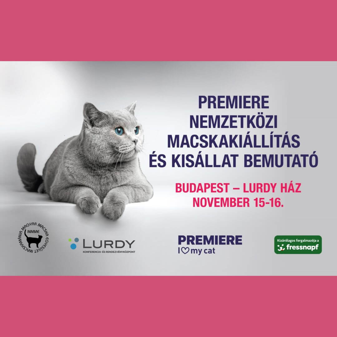 Macskakiallitas Lurdy 2025. Nov 15 16