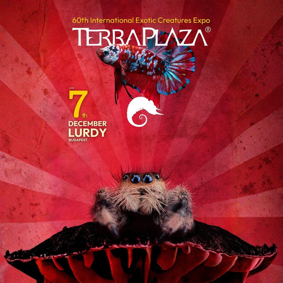 TerraPlaza Lurdy