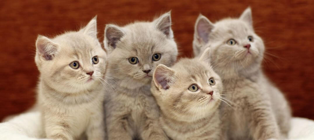 A Cicak Titka Macskakiallitas Lurdy Haz