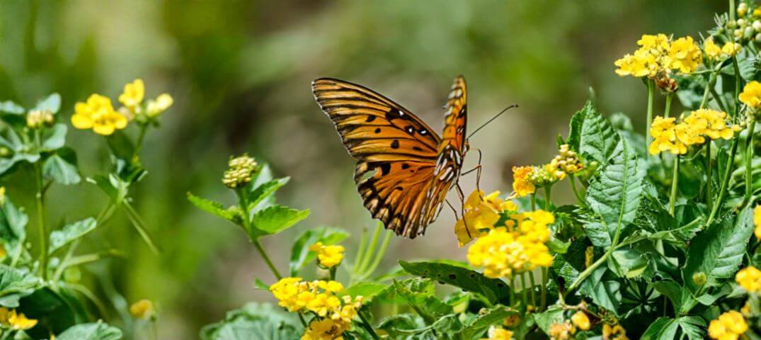 Pillangohatas Kek Zona 3 Lurdy